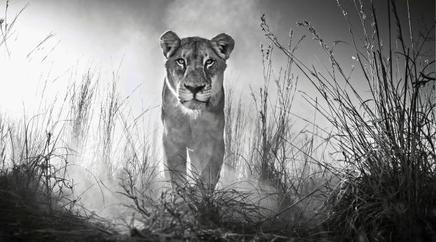 Lion Black And White Wallpaper 1080x2340 Resolution