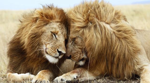 lion, cat, couple Wallpaper