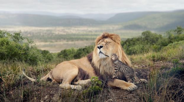 lion, cat, friendship Wallpaper 750x1334 Resolution
