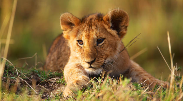 lion cub, grass, lion Wallpaper