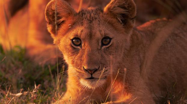 Lion HD Baby Animal Wallpaper 320x240 Resolution