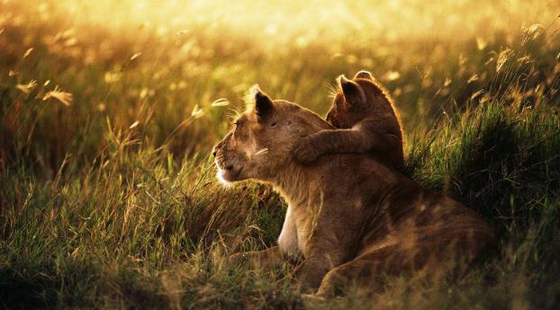lion, lion cub, family Wallpaper 640x960 Resolution