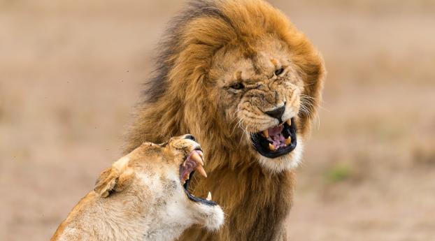lion, lioness, aggression Wallpaper