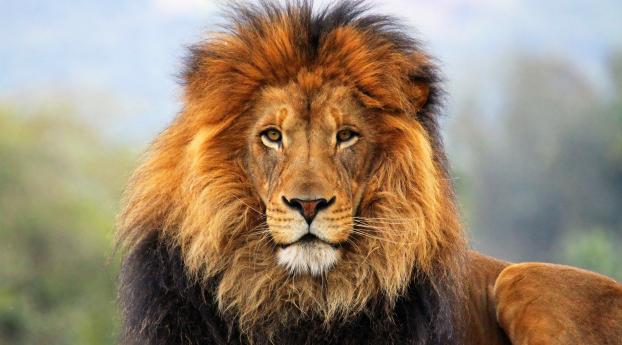lion, mane, eyes Wallpaper 1280x720 Resolution