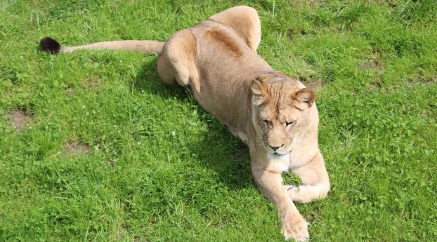 lioness, predator, big cat Wallpaper