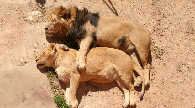 lions,  couple, lioness Wallpaper
