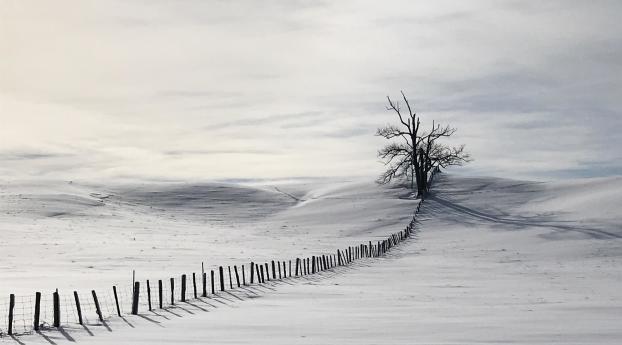 Lonely Tree In Snow Field Wallpaper 1536x2048 Resolution