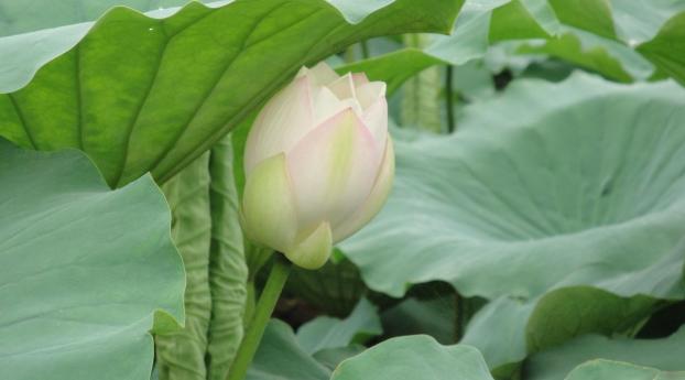 lotus, bud, leaves Wallpaper 1280x212 Resolution