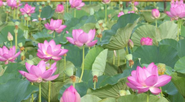 lotus, pink, leaves Wallpaper 480x484 Resolution