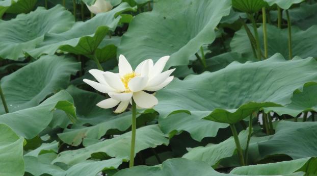 lotus, white, leaves Wallpaper 1125x2436 Resolution