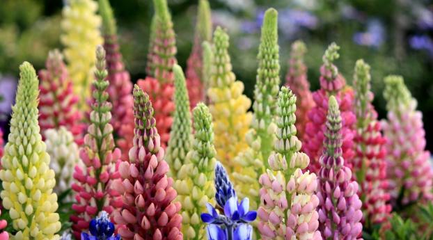 lupines, flowers, colorful Wallpaper