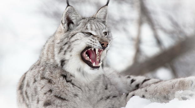 lynx, predator, snow Wallpaper