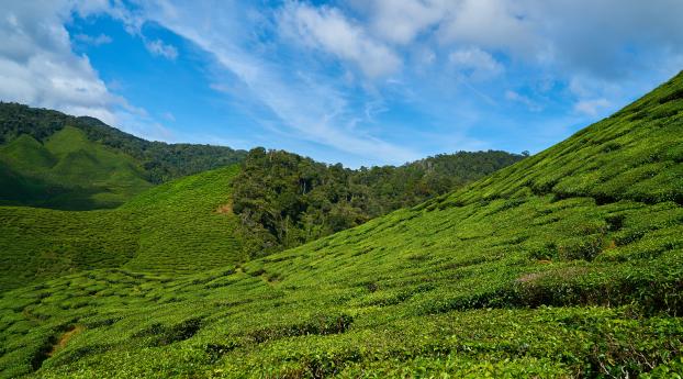 malaysia, tea plantations, sky Wallpaper 1360x768 Resolution