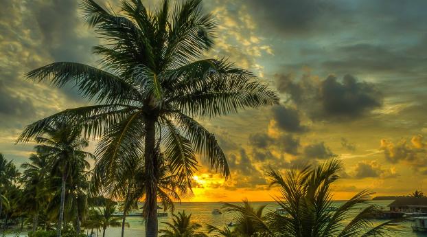 maldives, palms, trees Wallpaper