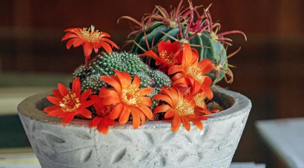 mammillaria, succulents, cactus Wallpaper 320x240 Resolution