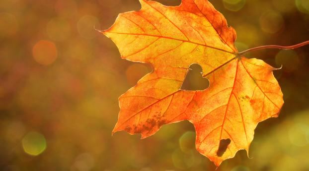 maple leaf, autumn, heart Wallpaper 320x568 Resolution