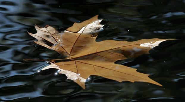 maple, leaf, water Wallpaper