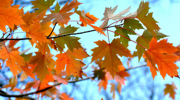 maple, leaves, branches Wallpaper 240x400 Resolution