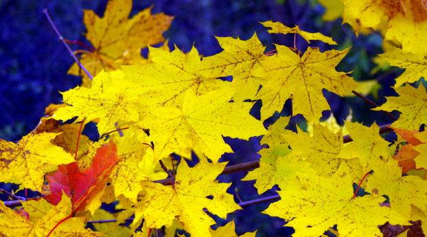maple, leaves, fall Wallpaper 1280x800 Resolution