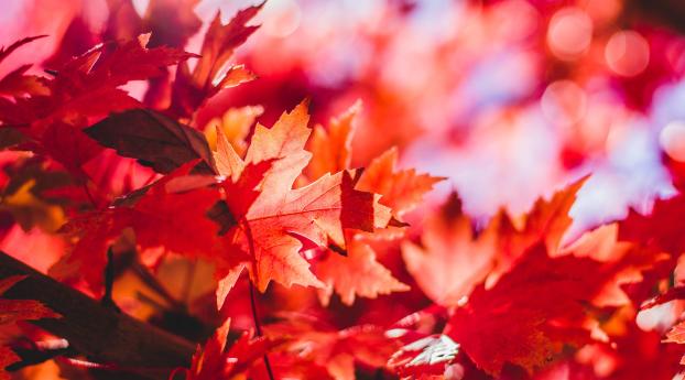 maple, leaves, reflections Wallpaper 750x1334 Resolution