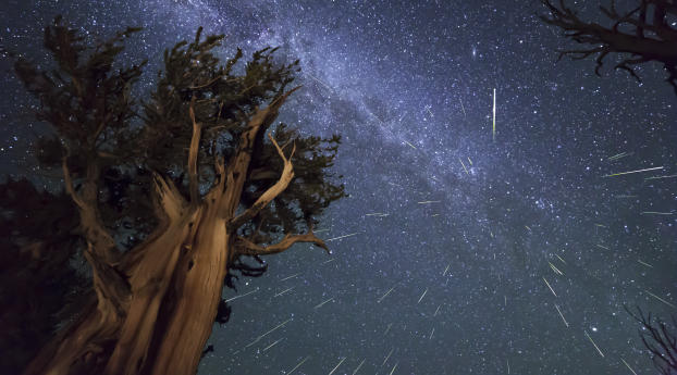 meteors, perseids, bristlecone Wallpaper 3840x216 Resolution