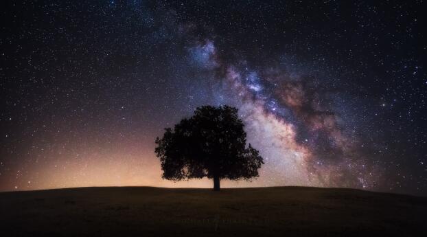 Milky Way Cool HD Lonely Tree Wallpaper 1920x1080 Resolution