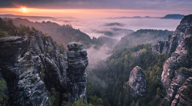morning, forest, fog Wallpaper 2560x1700 Resolution