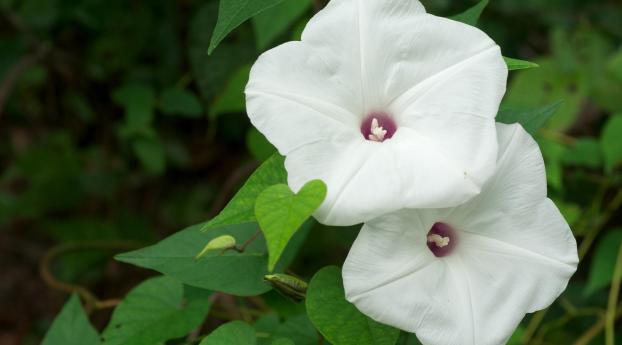 morning glory, flowers, white Wallpaper