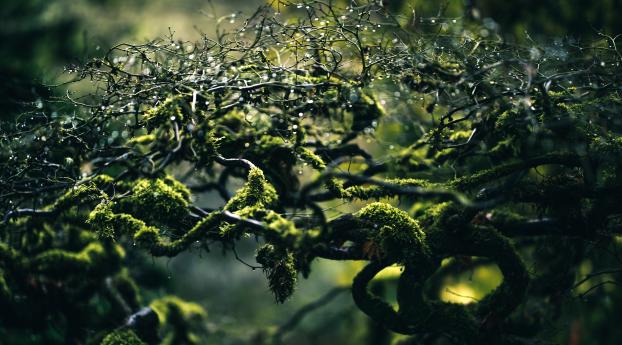 moss, branches, drops Wallpaper