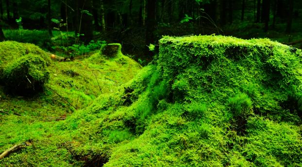 moss, grass, tree stump Wallpaper