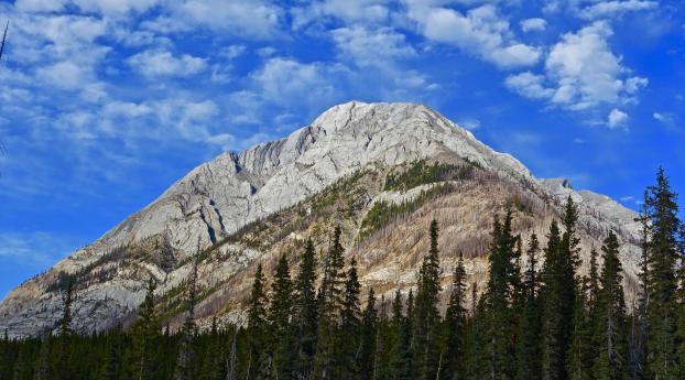 mountain, peak, trees Wallpaper 1080x2280 Resolution