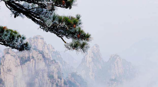 mountain, spruce, mist Wallpaper