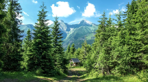mountains, forest, trees Wallpaper 1440x2560 Resolution