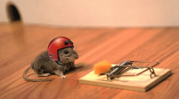 mouse, cheese, mouse trap Wallpaper 1536x2048 Resolution