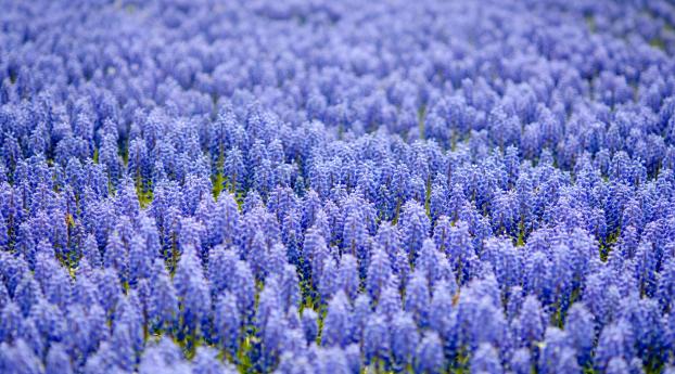 muscari, blue, field Wallpaper 2560x1700 Resolution