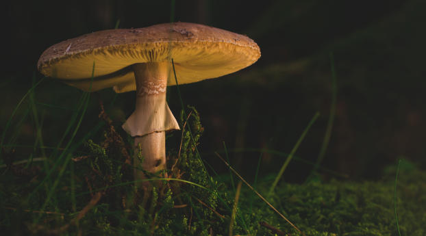 mushroom, amanita, fungus Wallpaper 2560x1440 Resolution