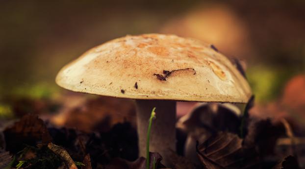 mushroom, close-up, autumn Wallpaper 1366x768 Resolution
