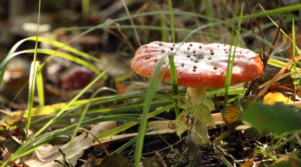 mushroom, fly agaric, poisonous Wallpaper 2560x1440 Resolution