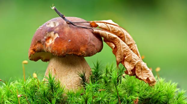 mushroom, grass, leaf Wallpaper 640x960 Resolution
