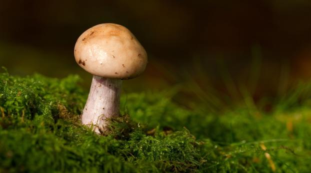 mushroom, grass, moss Wallpaper