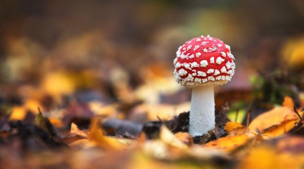 Mushroom HD Photography Wallpaper 360x325 Resolution