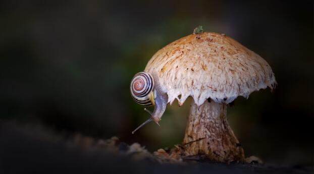 Mushroom HD Snail Photography Wallpaper 2160x3840 Resolution
