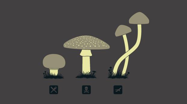 mushrooms, drawing, kind Wallpaper 1600x900 Resolution