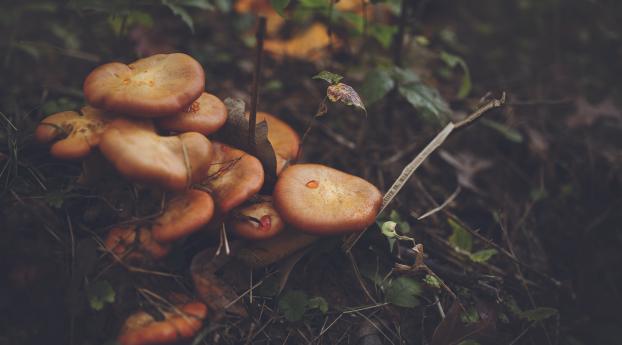 mushrooms, leaves, grass Wallpaper 1440x2960 Resolution