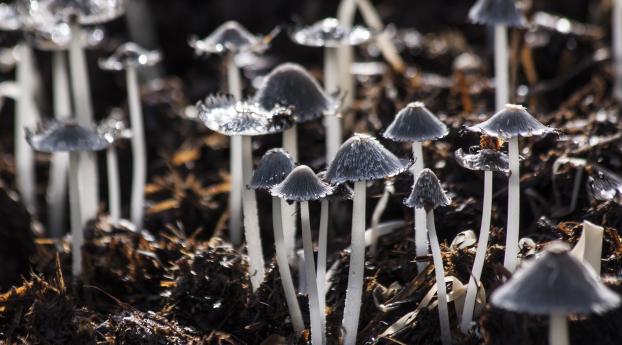 mushrooms, toadstools, gray Wallpaper 1080x2280 Resolution