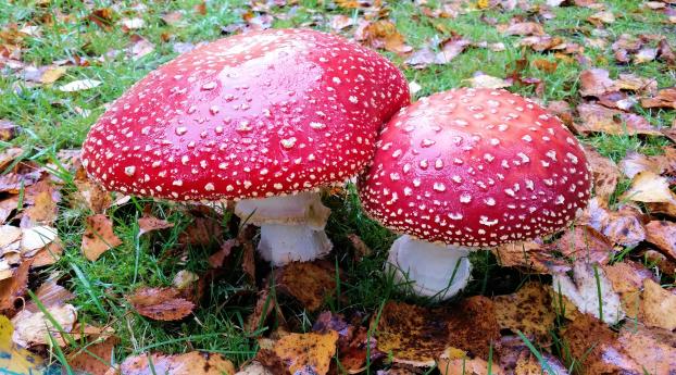 mushrooms, toadstools, poisonous Wallpaper 320x568 Resolution