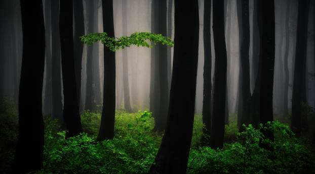 Mysterious Forest Art Wallpaper 1080x1920 Resolution