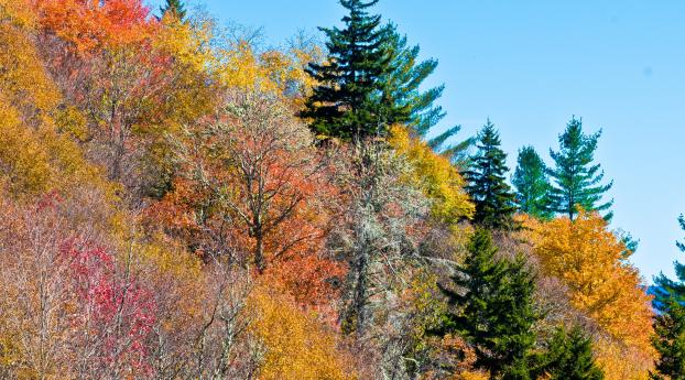 nature, trees, autumn Wallpaper 1280x1024 Resolution