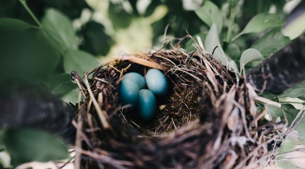 nest, eggs, thrush Wallpaper 720x1280 Resolution