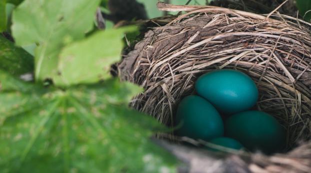 nest, eggs, true thrush Wallpaper 640x960 Resolution